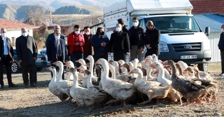 450 PIECES OF ADULT BREEDER GOOSE DISTRIBUTED TO 8 PRODUCERS FOR DOMESTIC GOOSE BREEDING
