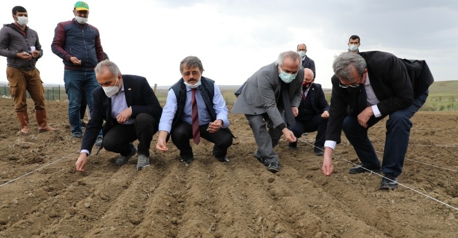 KENEVİR TOHUMLARI TOPRAKLA BULUŞTU