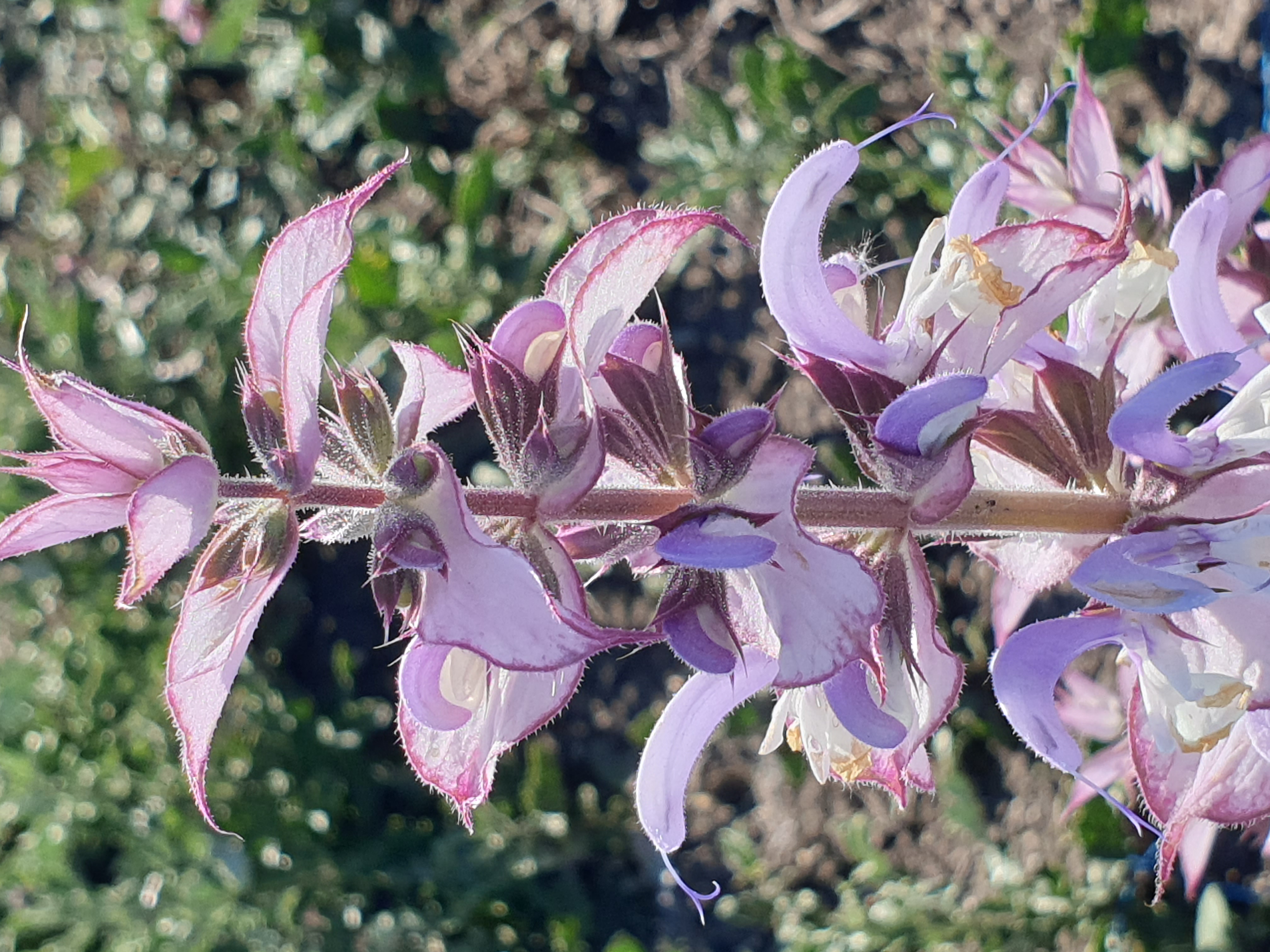 Salvia sclarea